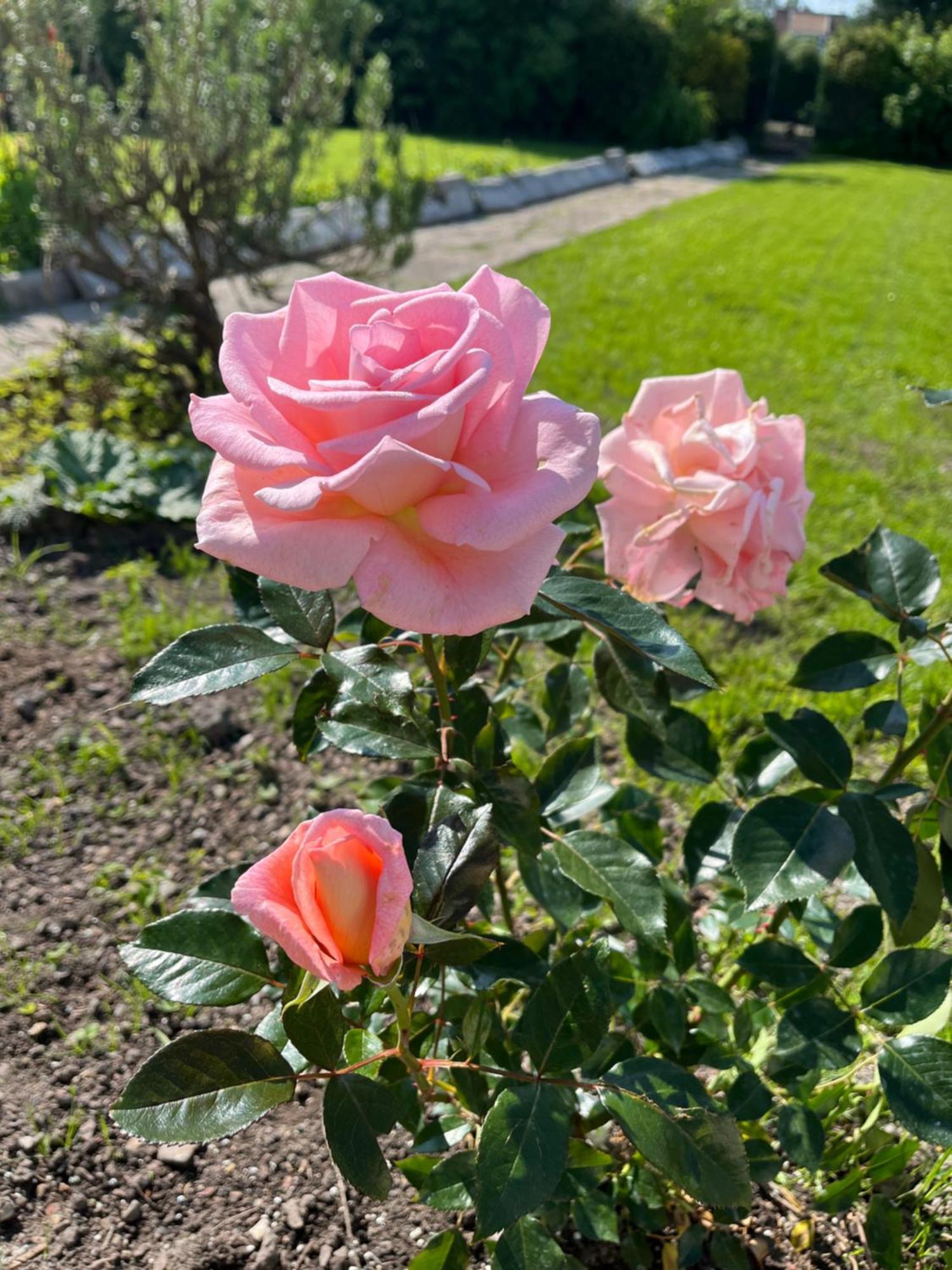 L Hirondelle Du Printemps 2 Acomodação com café da manhã Erondelle Exterior foto